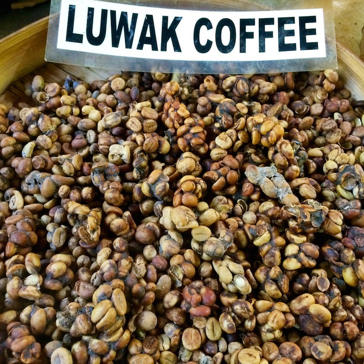 luwak-coffee